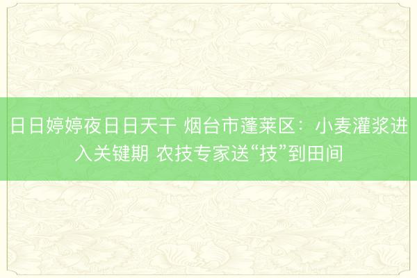 日日婷婷夜日日天干 烟台市蓬莱区：小麦灌浆进入关键期 农技专家送“技”到田间